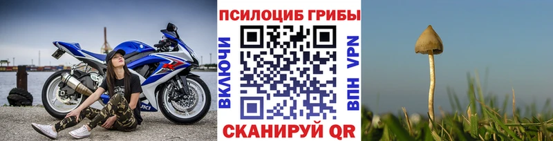 ссылка на мегу как войти  купить закладку  Грязовец  Псилоцибиновые грибы Magic Shrooms 